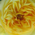 Żółty  - Róża wielkokwiatowa - Hybrid Tea - Souvenir de Marcel Proust